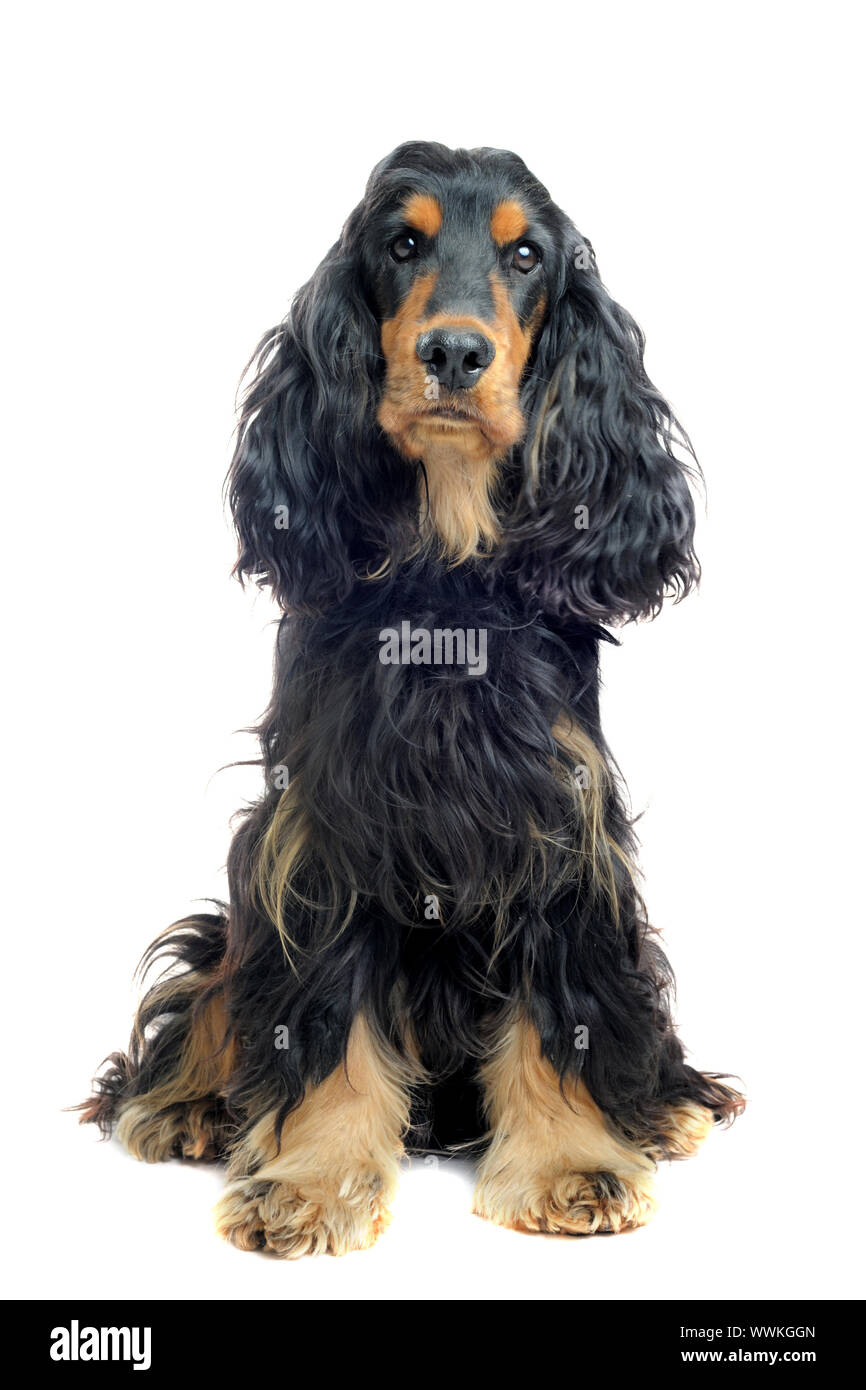 Springer spaniel black store and tan