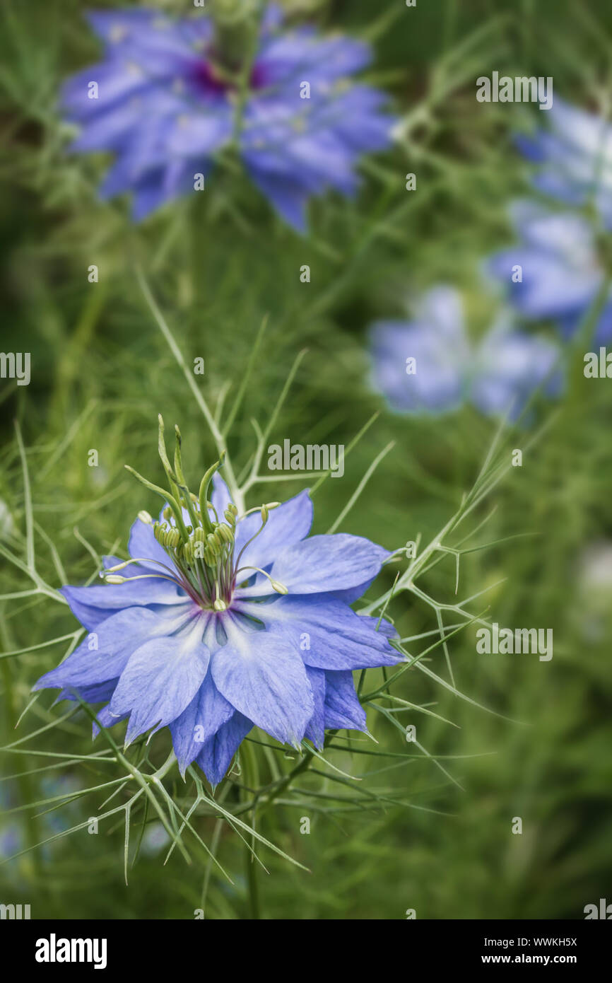 Maid in the green (Nigella damascena Stock Photo - Alamy