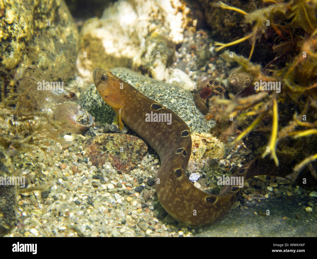 European eelpout Stock Photo