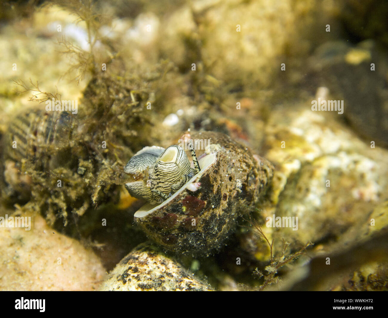 Sea Slug Stock Photo