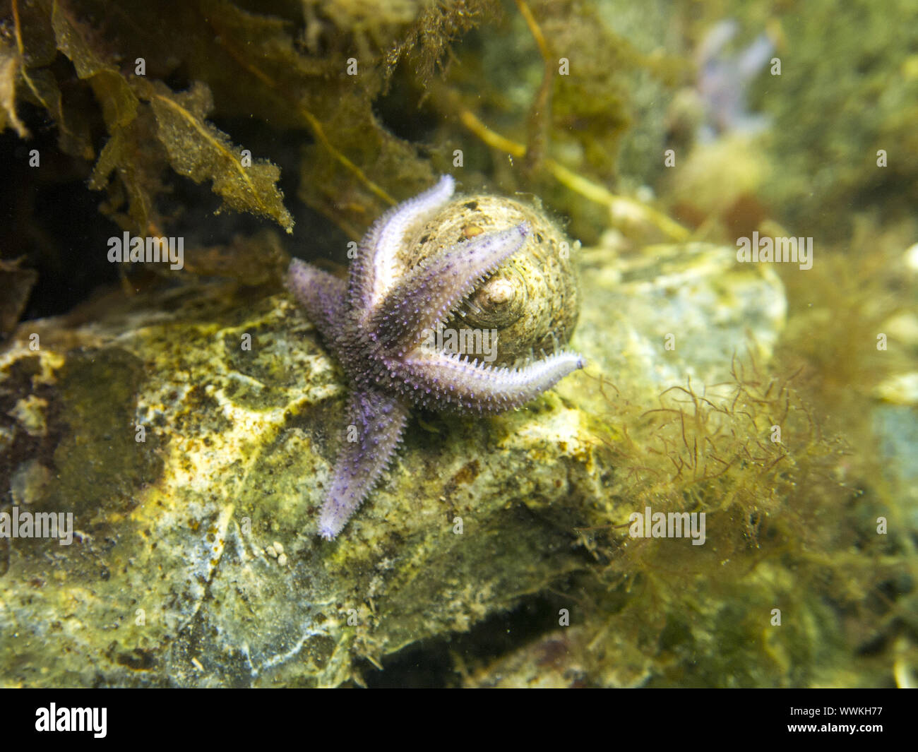 Starfish attacking sea slug Stock Photo