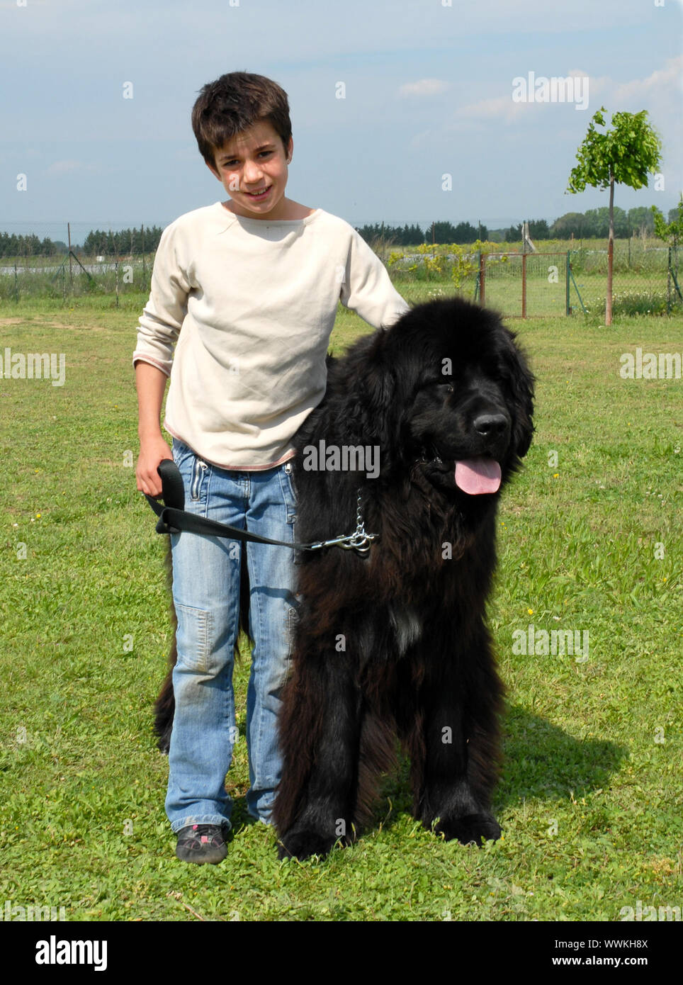 Newfoundland sheepdog hotsell