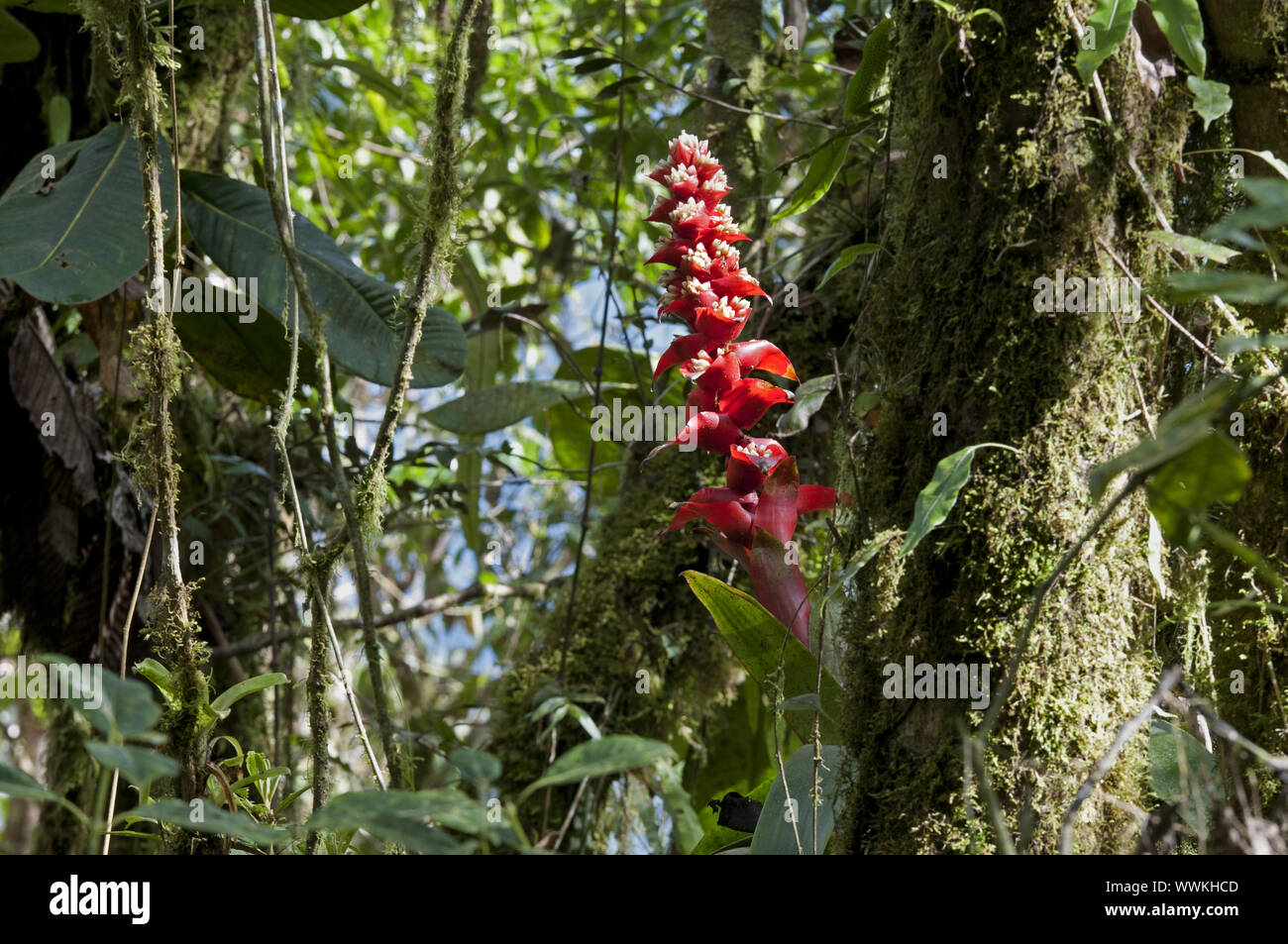 Mezobromelia capituligera (bromeliad plant) in habitat Stock Photo