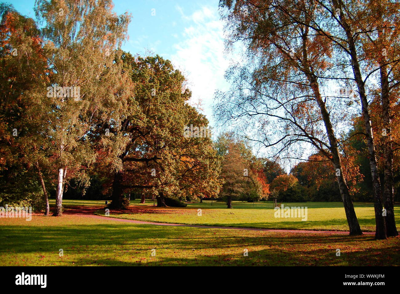 autumn in the forest with green trees under blue sky and golden leaves Stock Photo - Alamy
