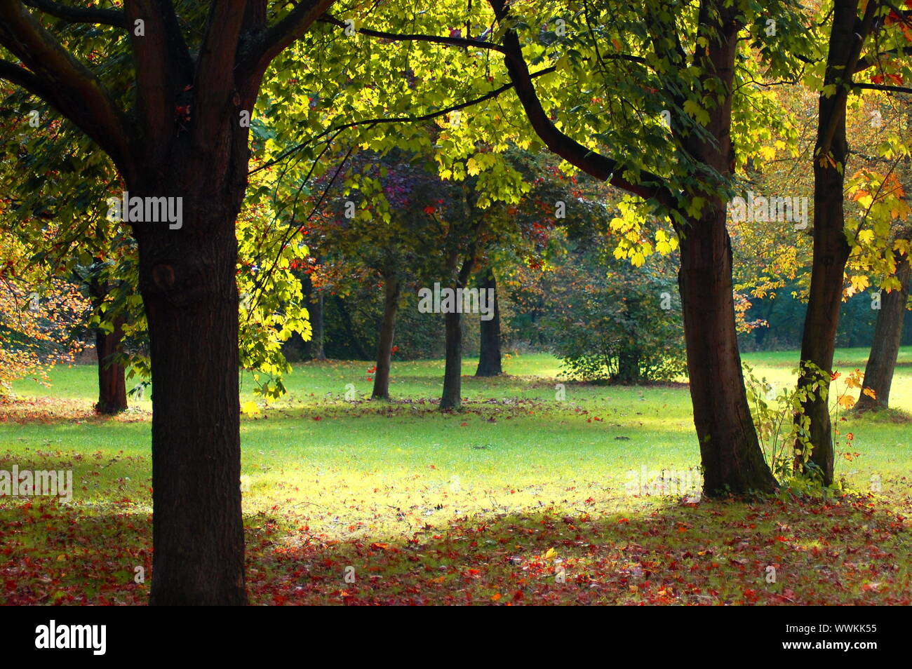autumn in the forest with green trees under blue sky and golden leaves ...