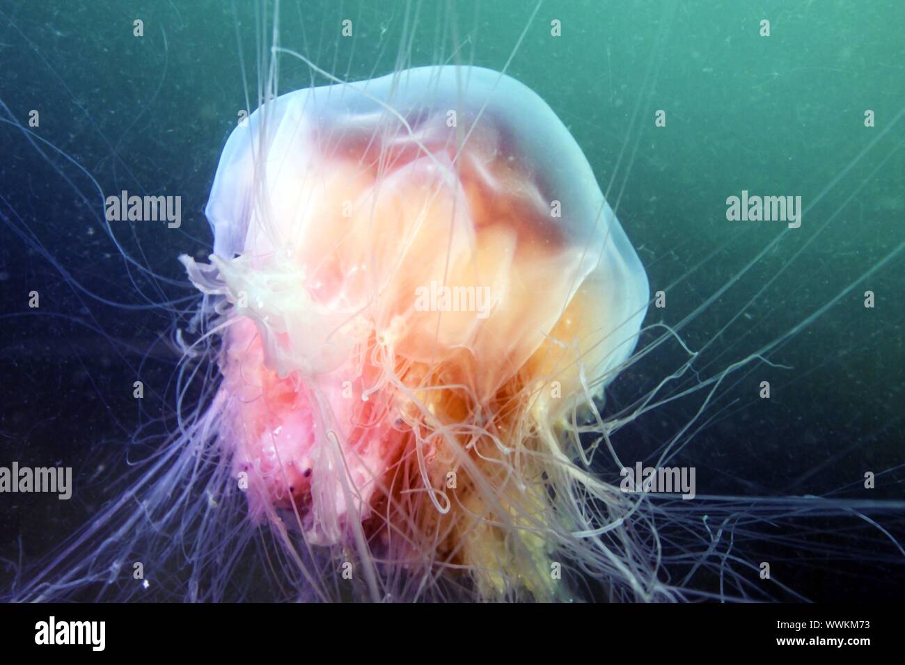 lion's mane jellyfish Stock Photo Alamy