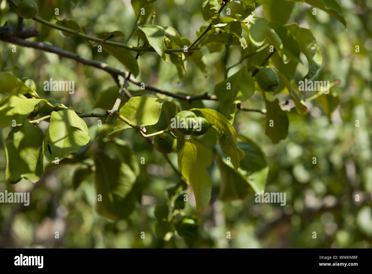 fresh green lime on a tree in the open under blue sky Stock Photo