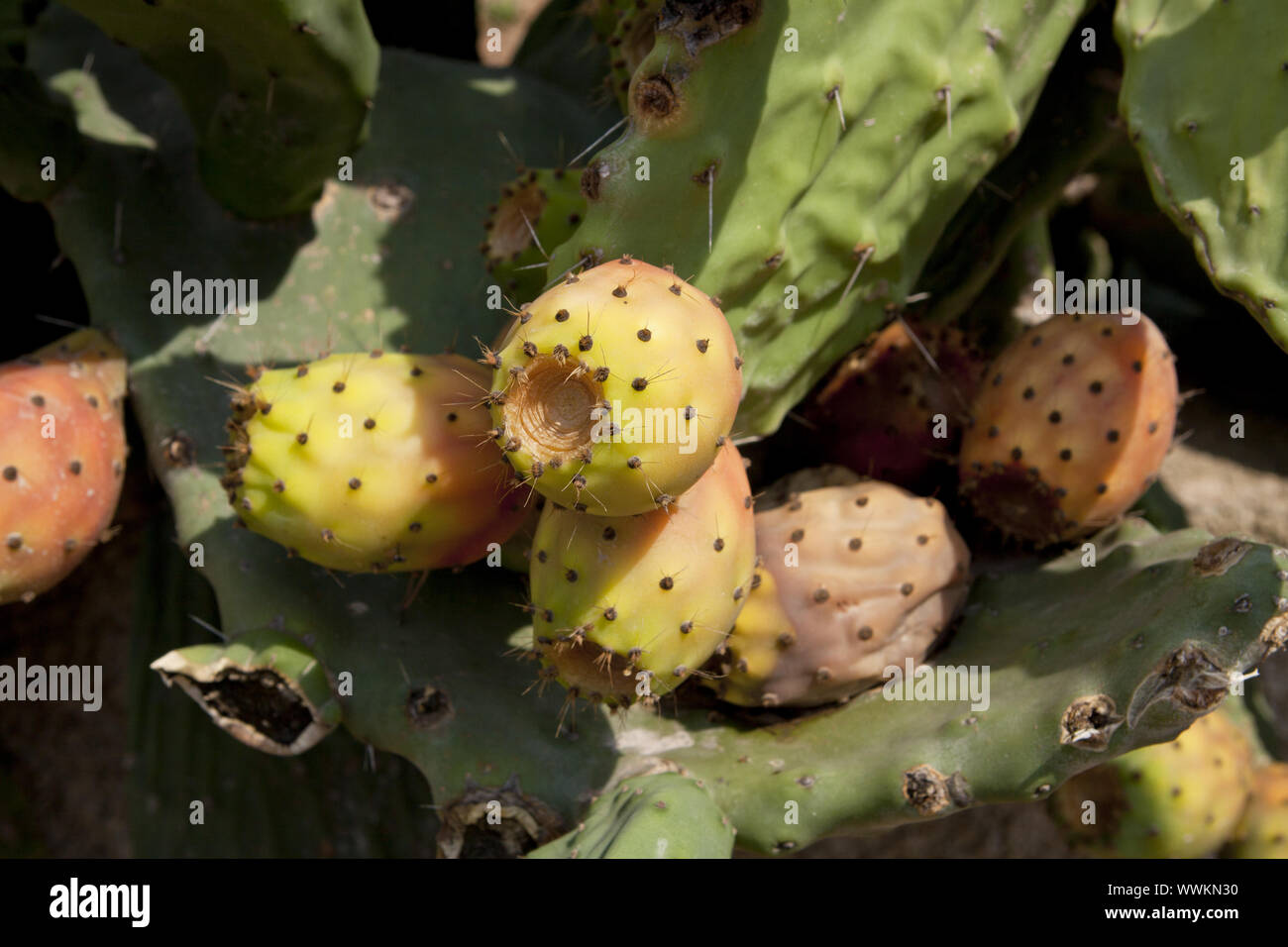 fresh tasty prickly pears on the cactus leaf with blue sky in the open ...