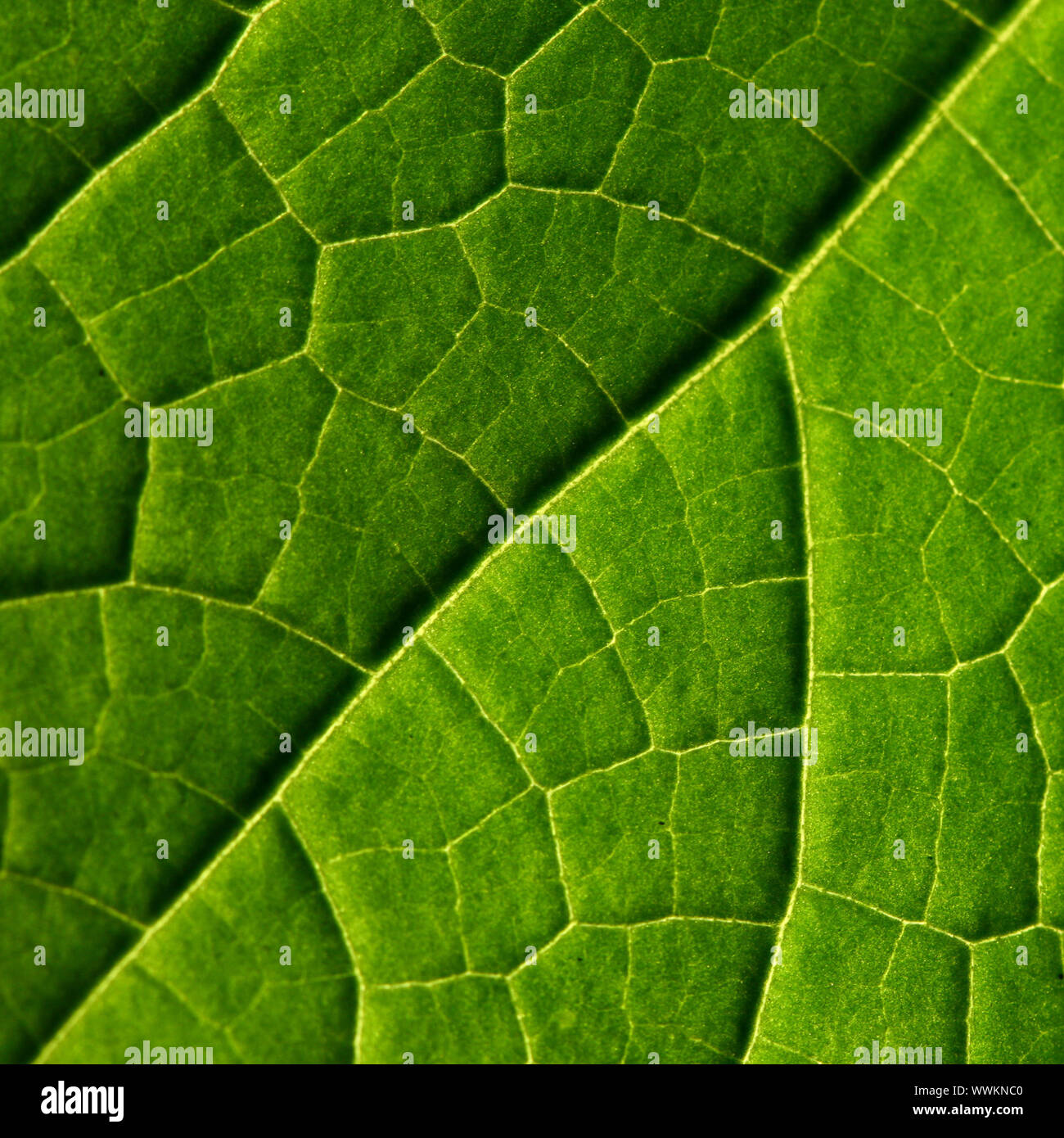 green leaf close up nature background Stock Photo - Alamy