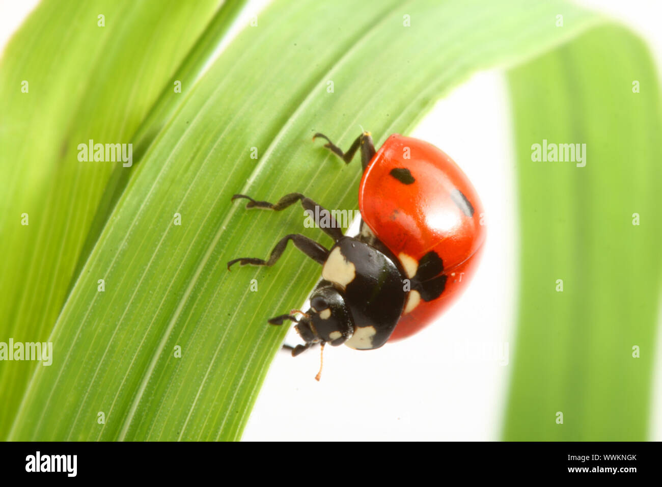 red ladybug on green grass isolated Stock Photo - Alamy
