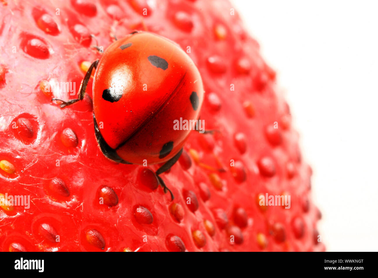 strawberry ladybug gourmet macro close up Stock Photo Alamy