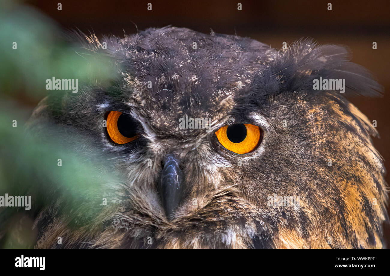 eagle owl eyes detail Portrait Makro Stock Photo