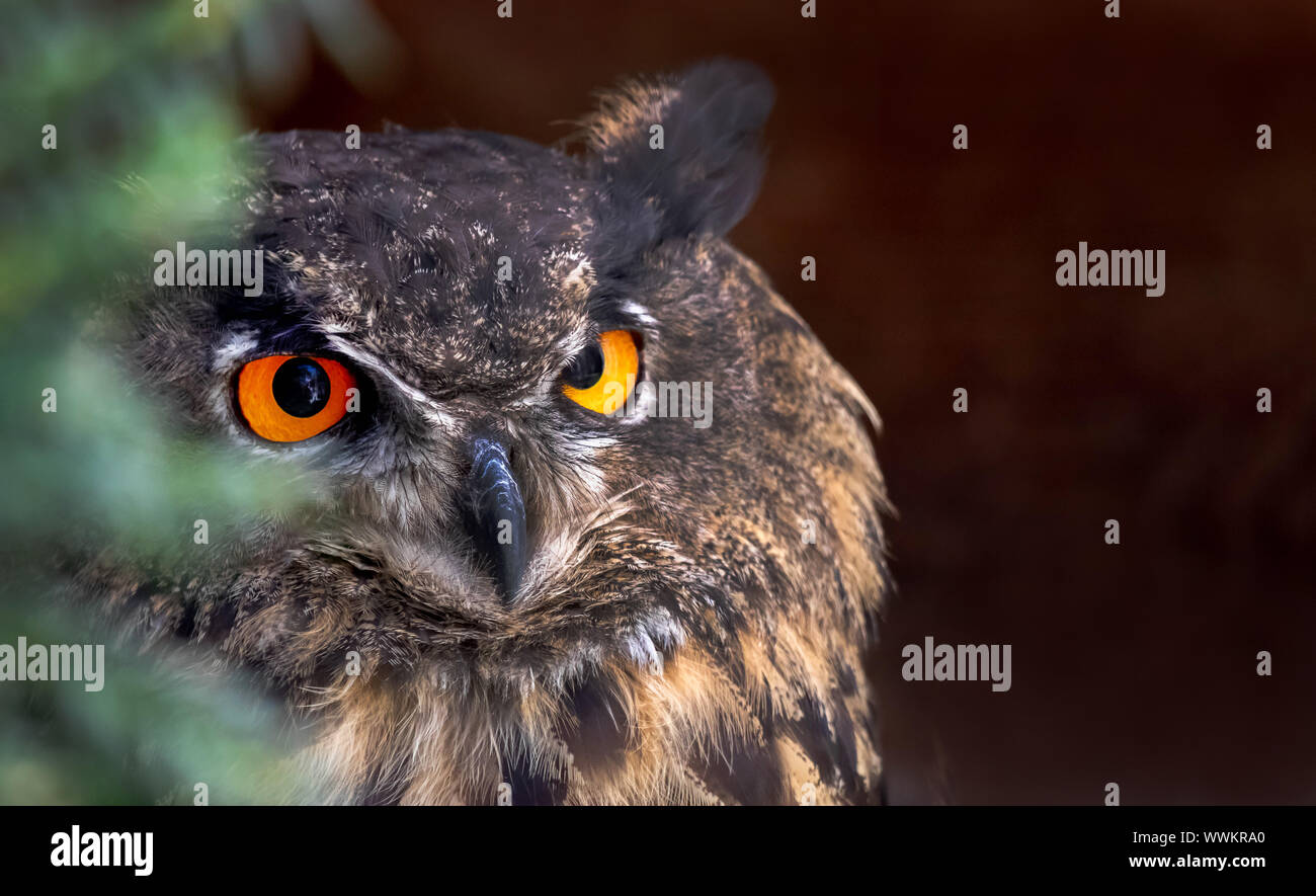 Owl At Night High Resolution Stock Photography and Images - Alamy