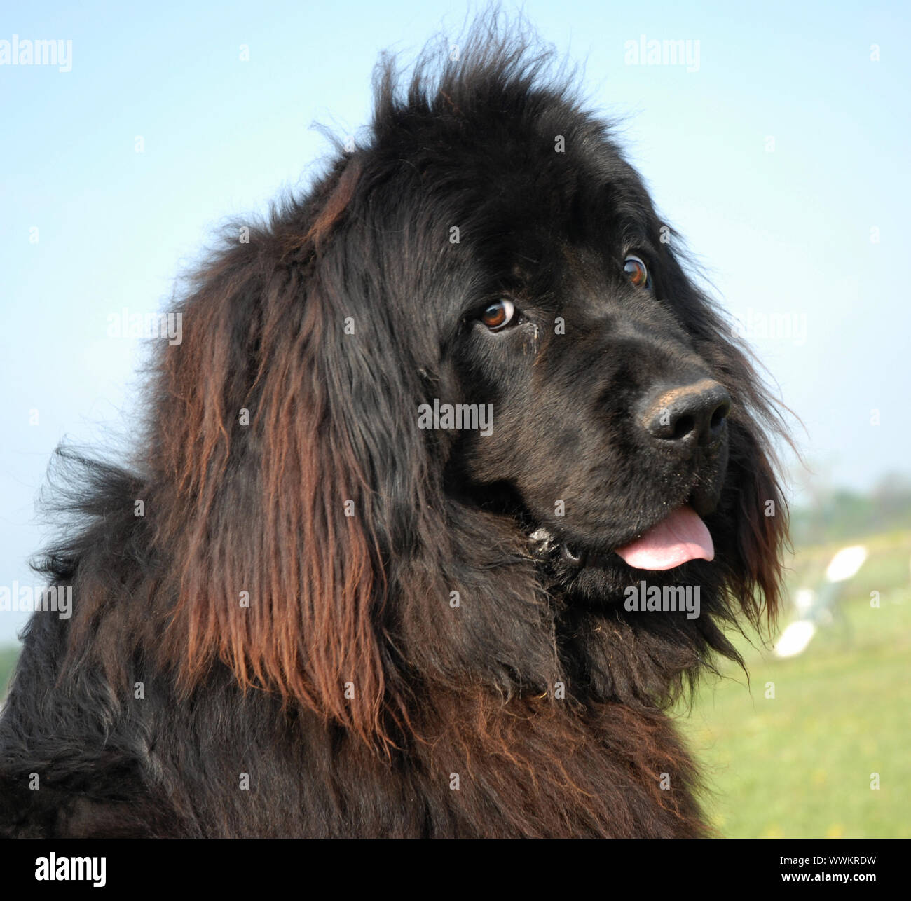 purebred newfoundland
