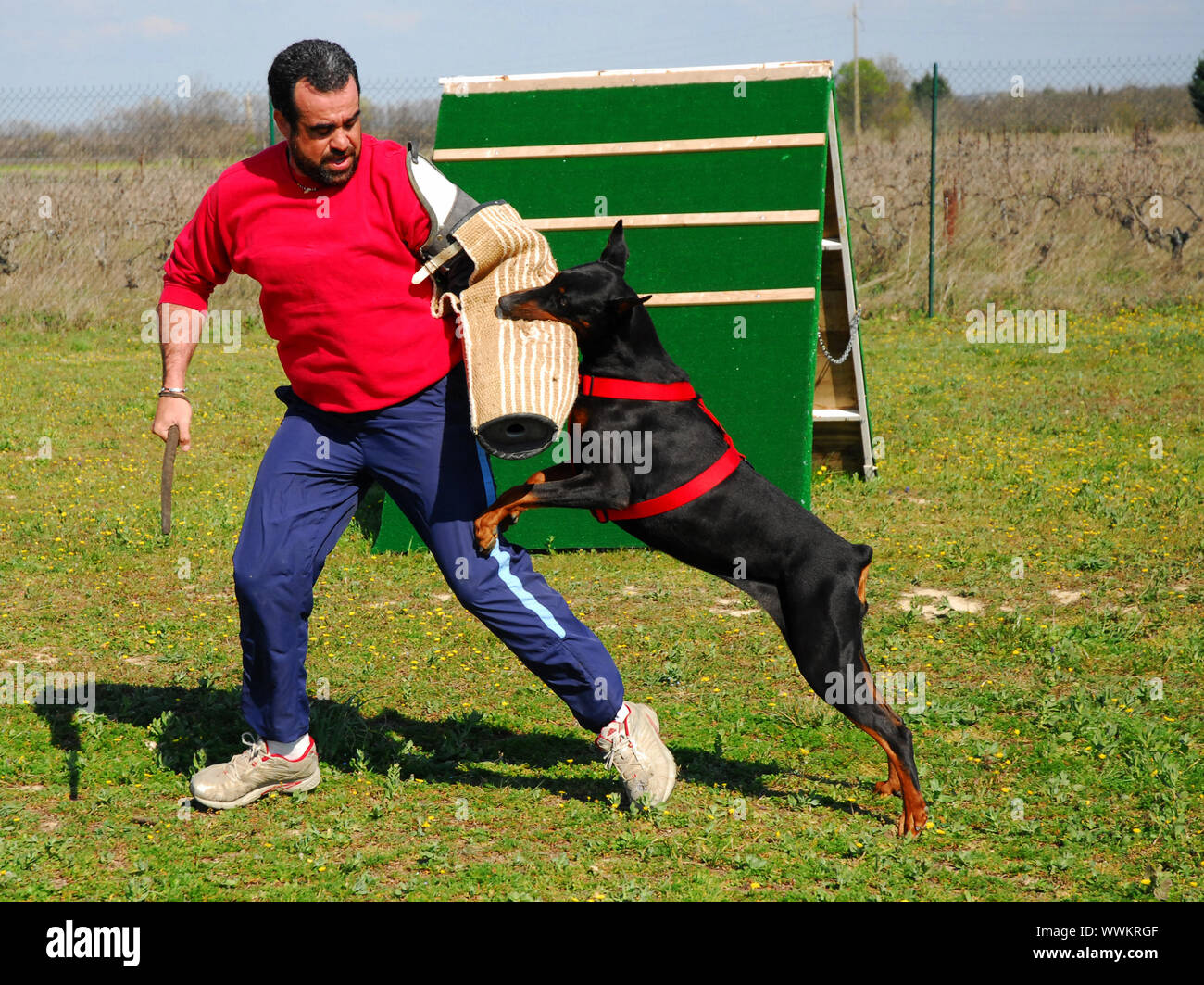 purebred doberman training with a man in an exercice of biting Stock Photo  - Alamy