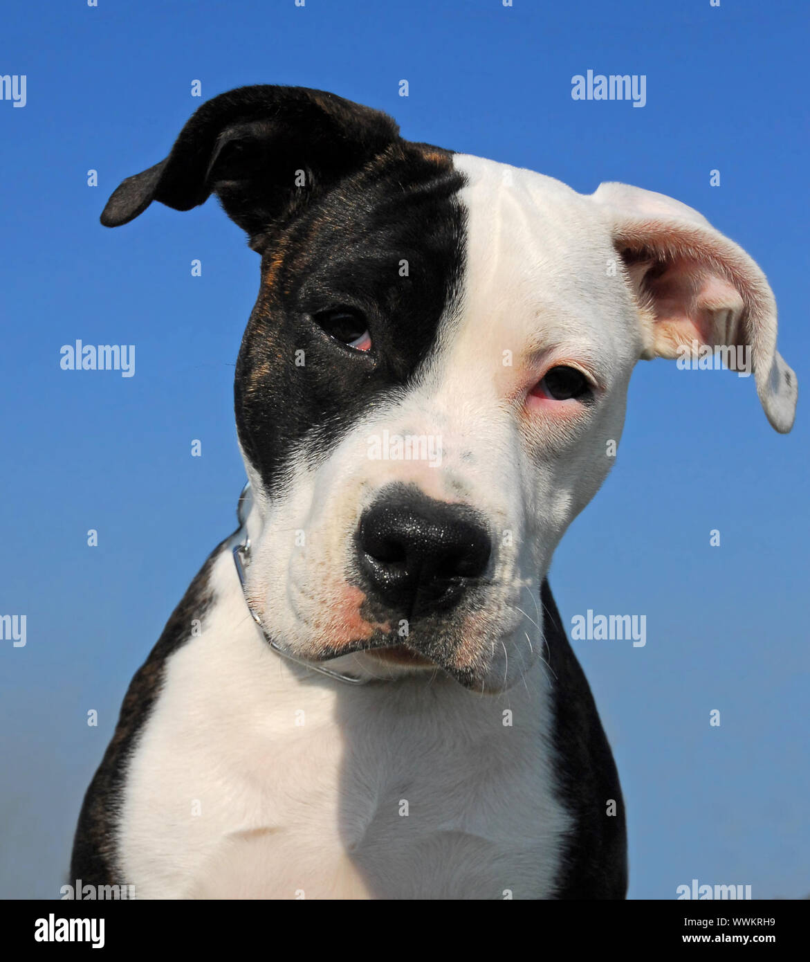 American staffordshire terrier guard dogs 2025