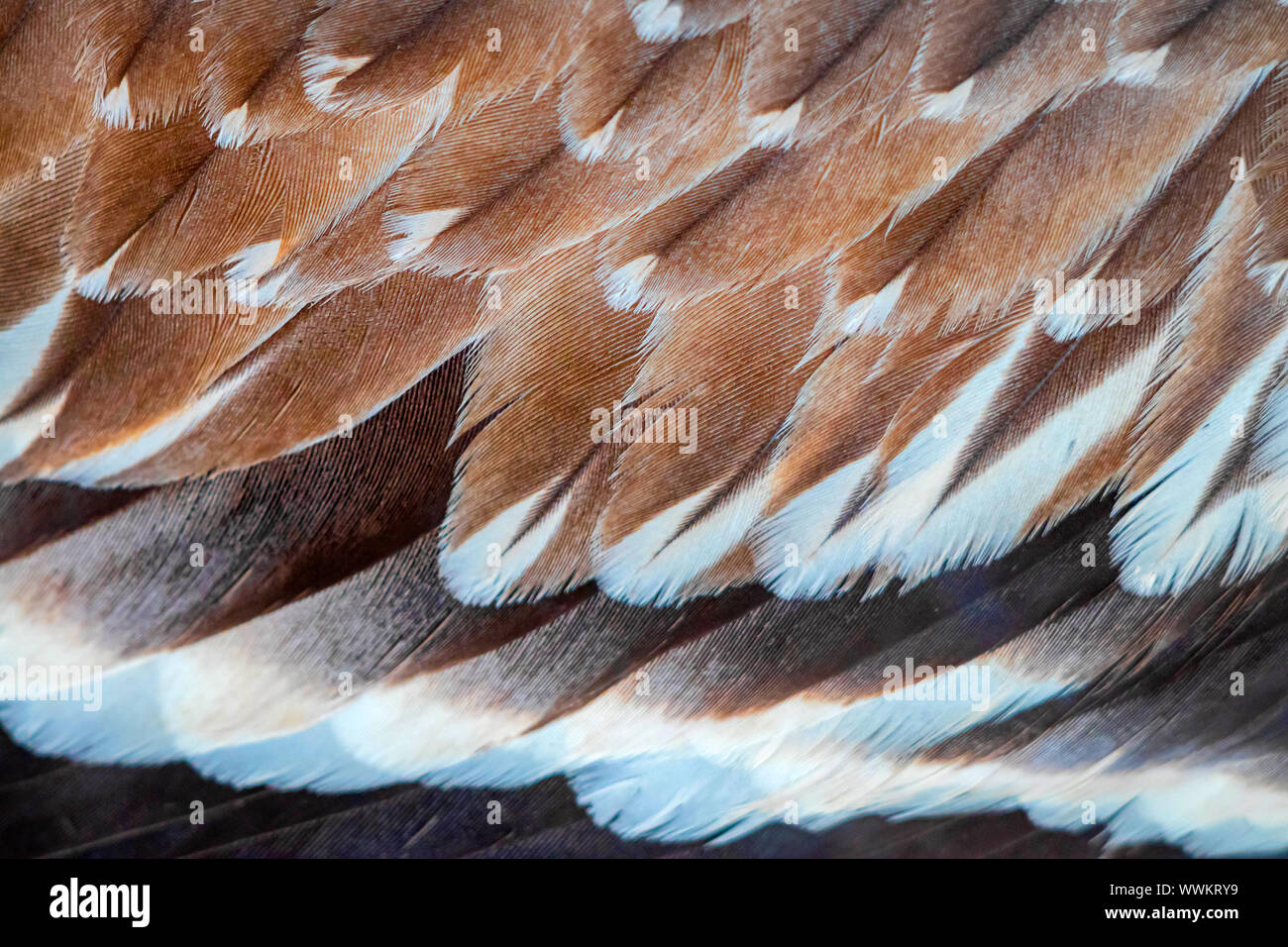 eagle feathers detail close up Makro background Stock Photo