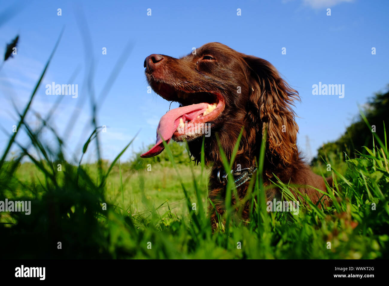 Brown cocker spaniel panting in grass Stock Photo