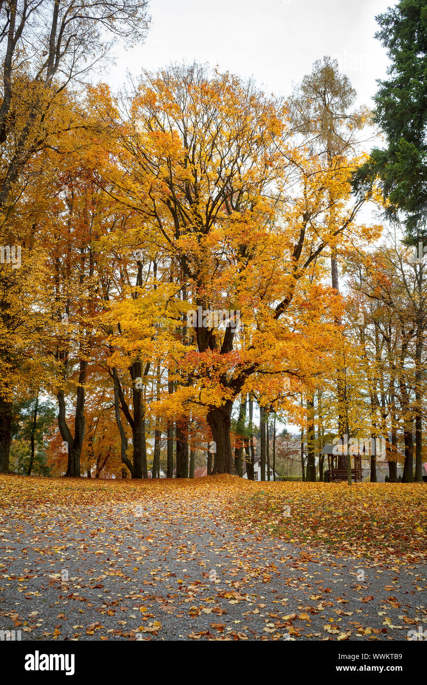 Autumn in park with yellow leaves on ground Stock Photo - Alamy