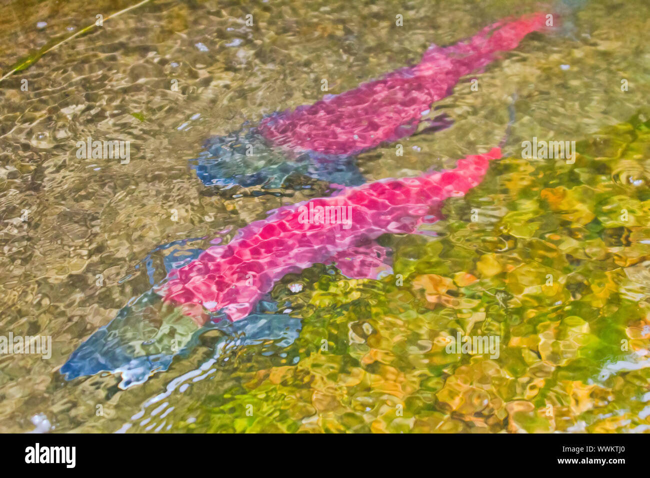 main run bluebacked salmon (Oncorhynchus nerka Stock Photo Alamy