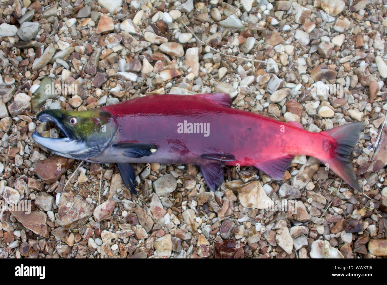 main run bluebacked salmon (Oncorhynchus nerka Stock Photo Alamy
