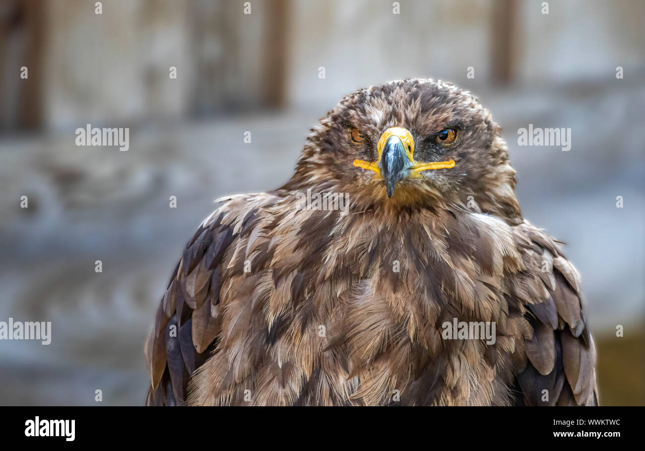 eagle bird of prey detail portrait Stock Photo