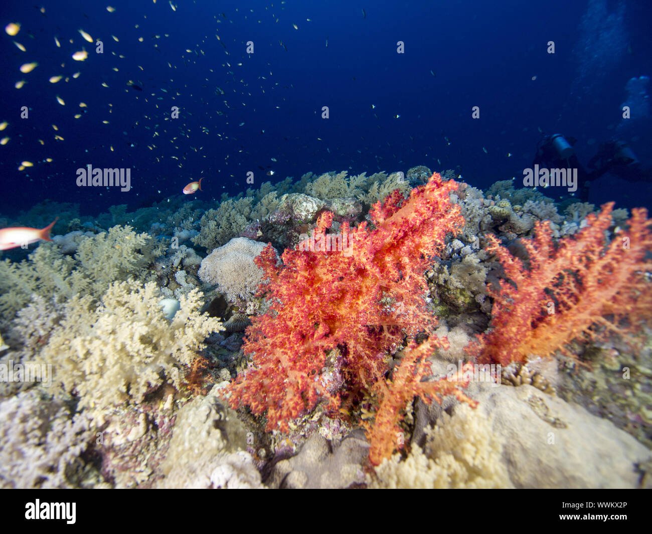 Elphinstone Reef Stock Photo