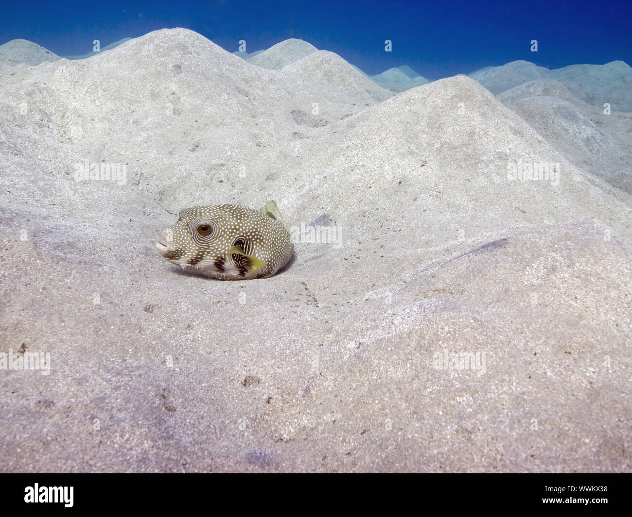 Ringed Pufferfish Stock Photo