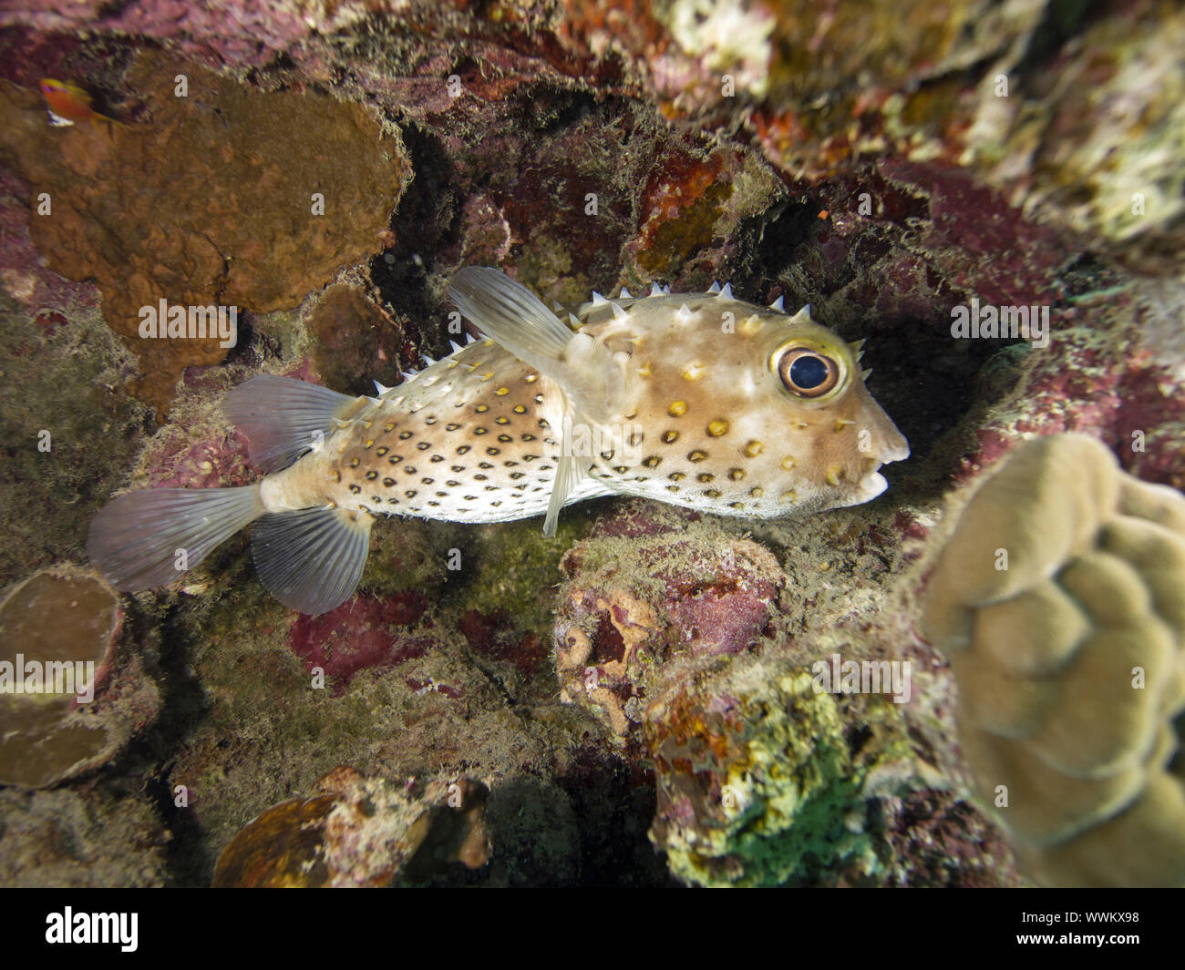 Spotbase burrfish Stock Photo