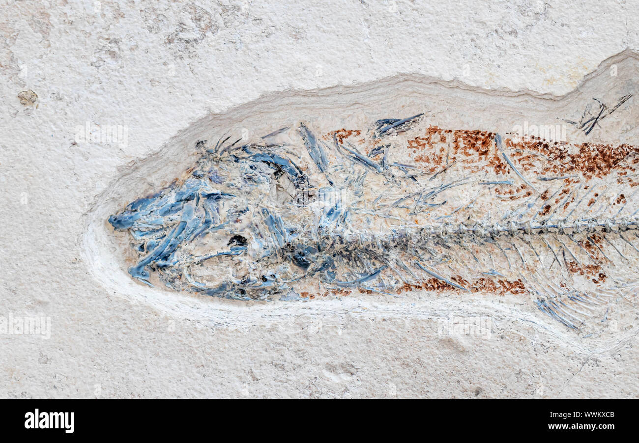 fish fossil in white chalk stone, bavaria Stock Photo
