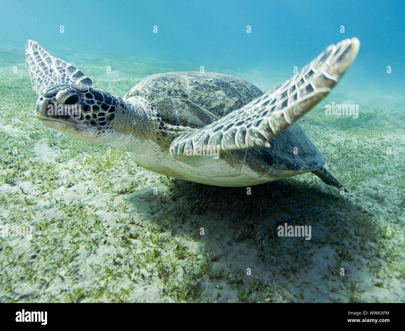 Marine turtle Stock Photo
