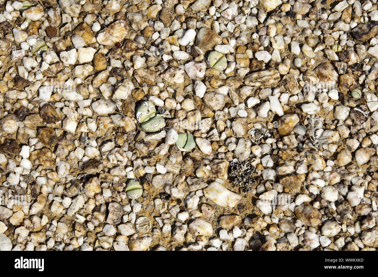 Argyroderma spec. barely stand out from the surrounding quartz stones. Stock Photo