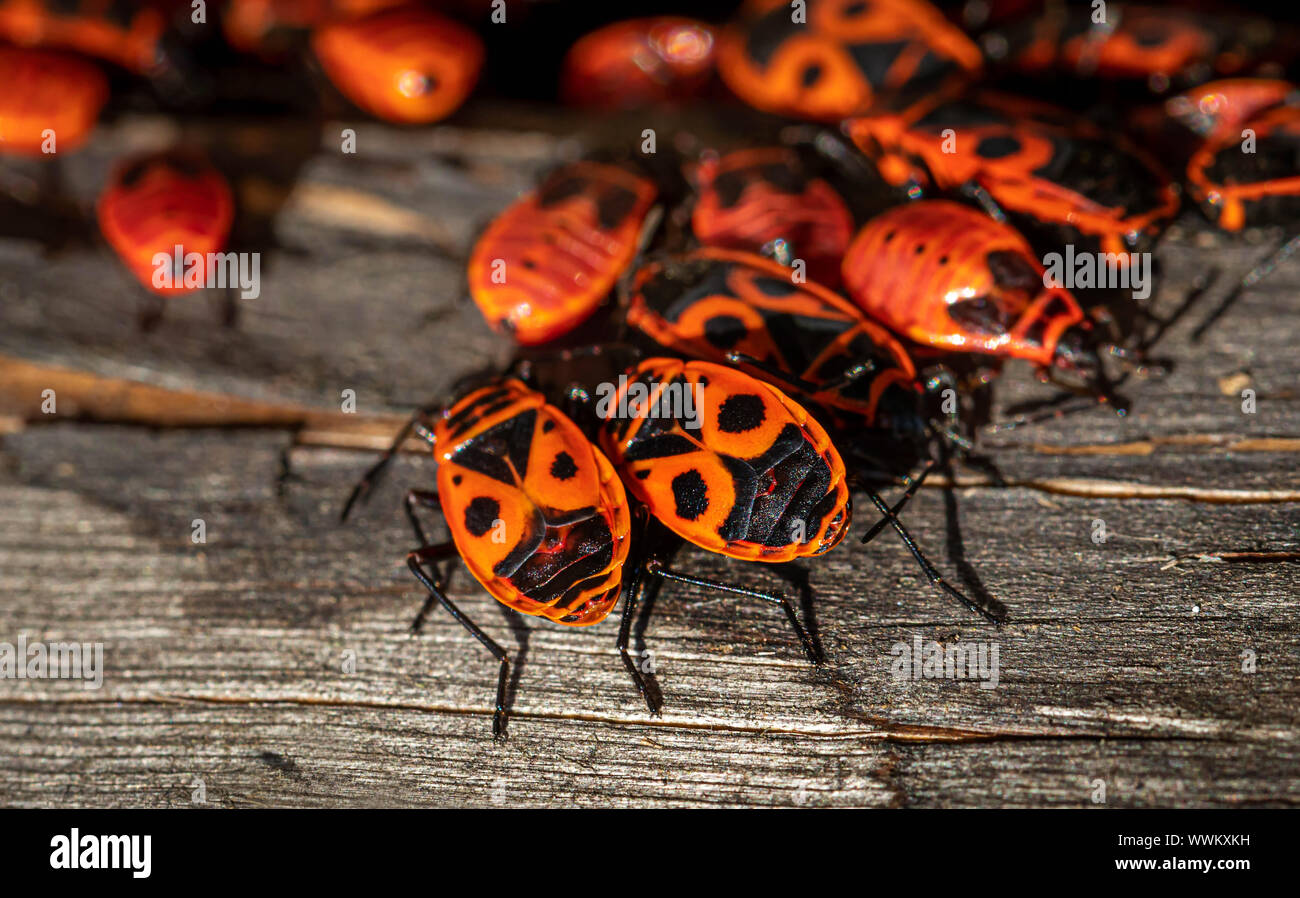 fire bug colony close up Makro Stock Photo
