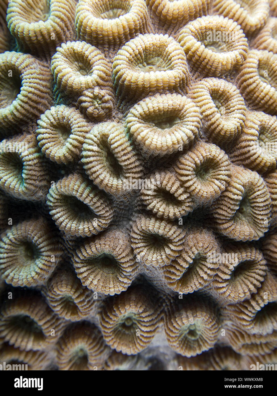 knob coral Stock Photo
