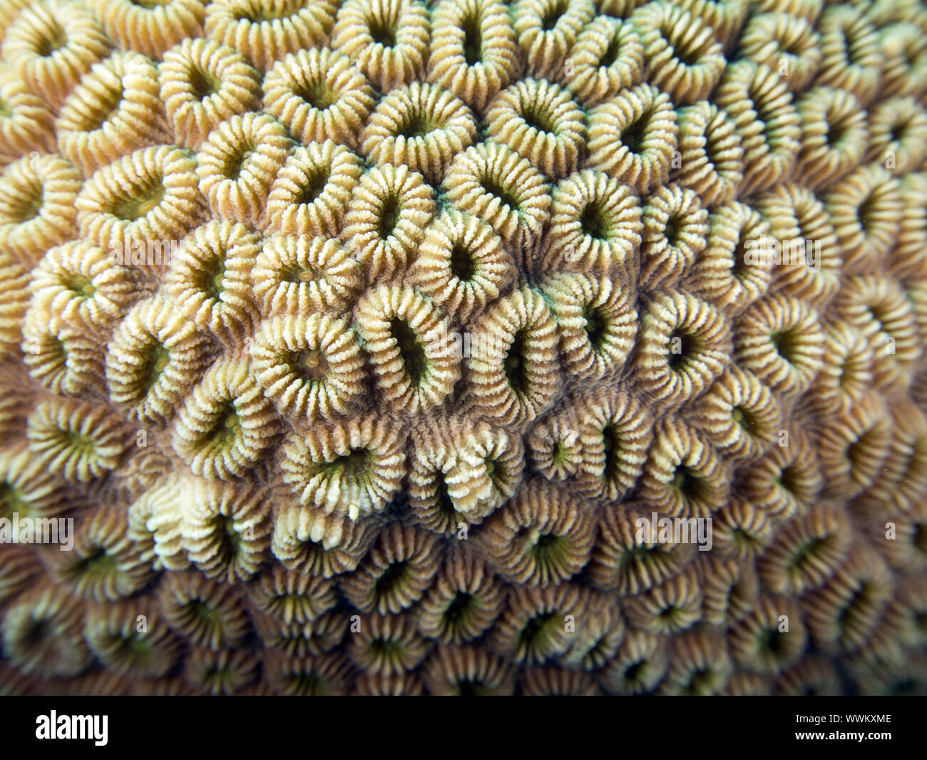 knob coral Stock Photo