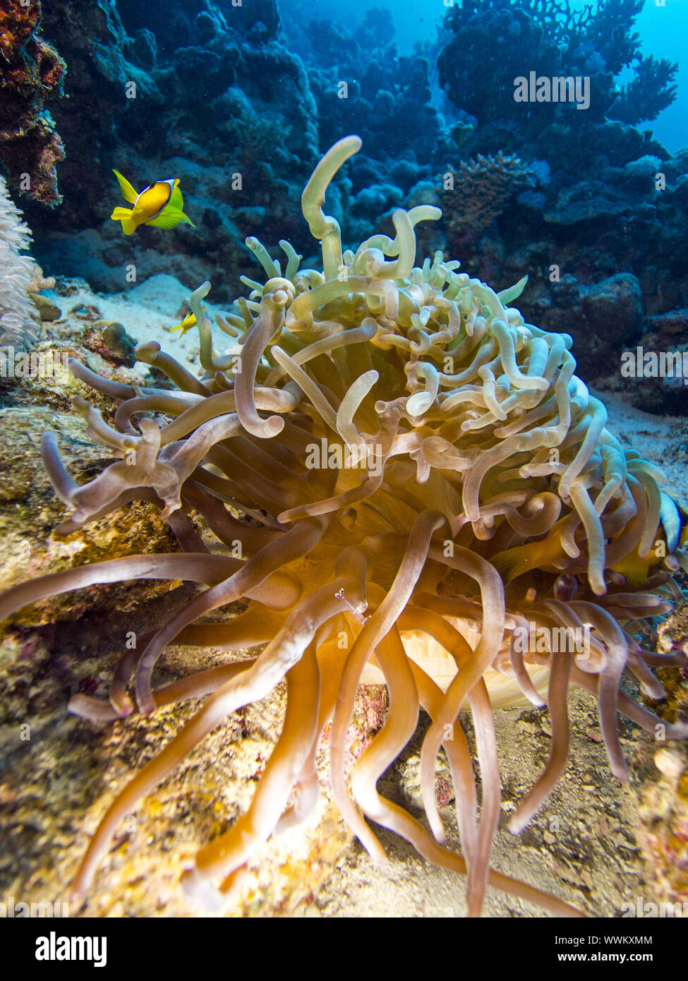 leather anemone Stock Photo