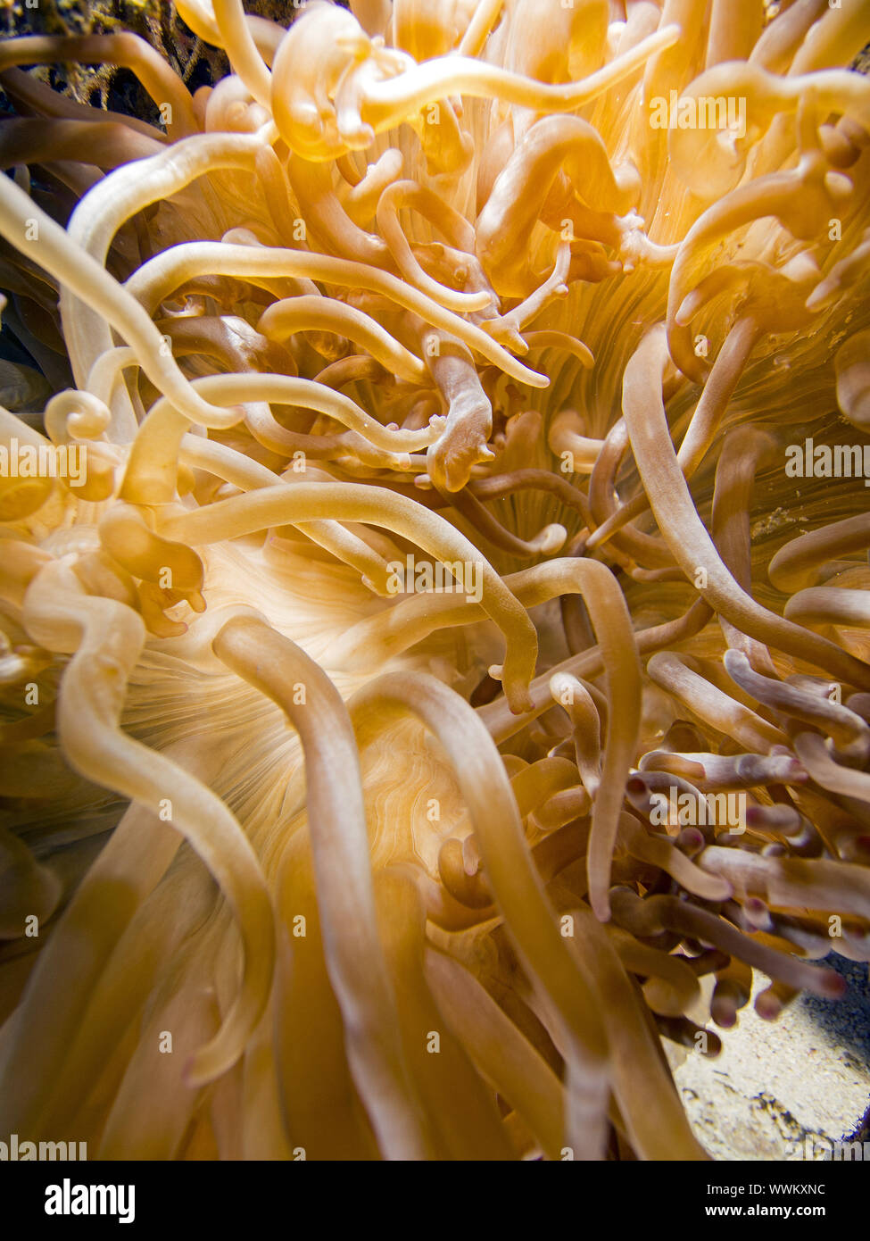leather anemone Stock Photo