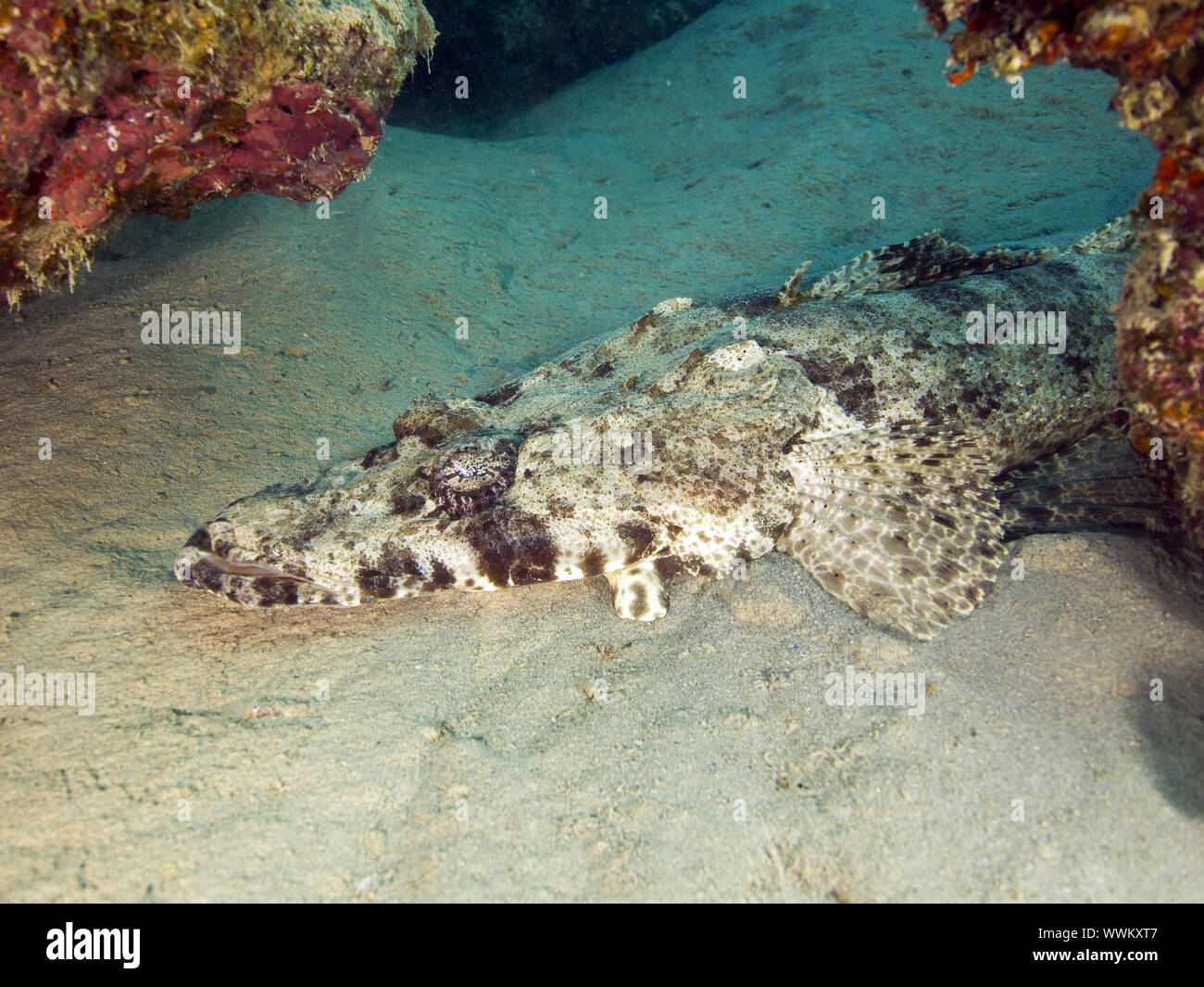crocodilefish, carpet flathead Stock Photo