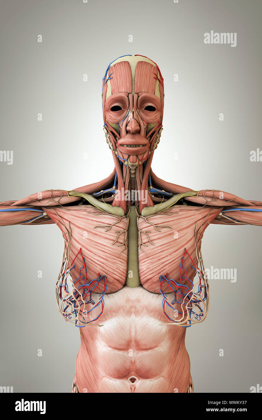 women anatomy model isolated on white background 3d illustration Stock