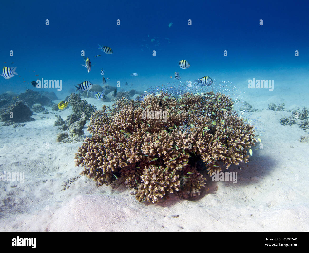 Stone coral (Acropora humilis) Stock Photo