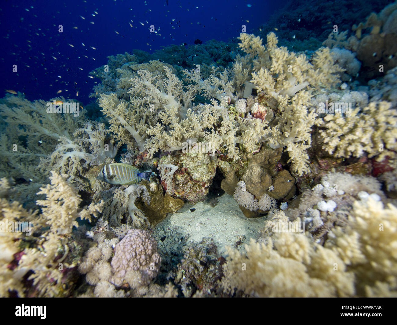 broccoli coral Stock Photo