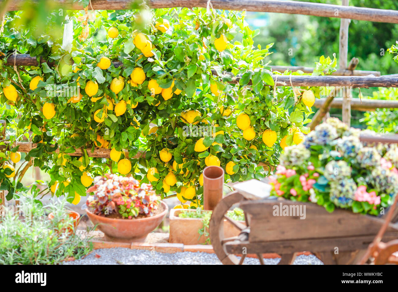 Fruits in Lemon garden of Amalfi coast at summer Stock Photo Alamy
