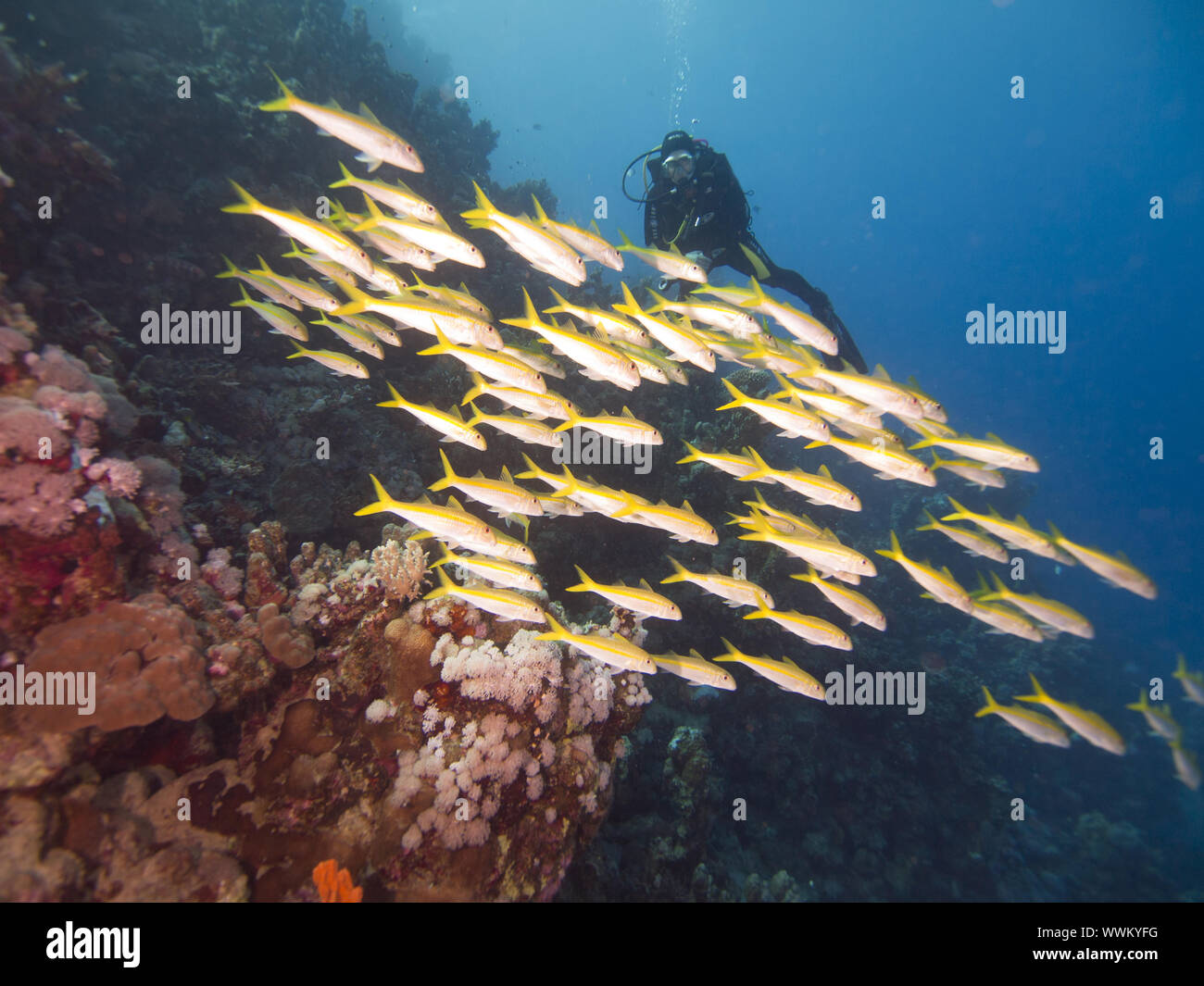 Goatfishes with diver in the background Stock Photo