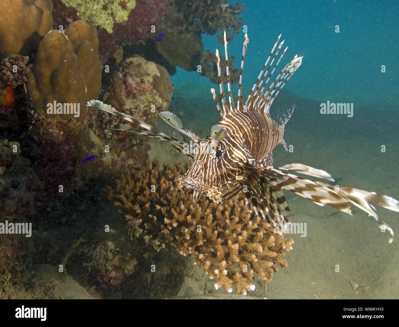 lionfish Stock Photo