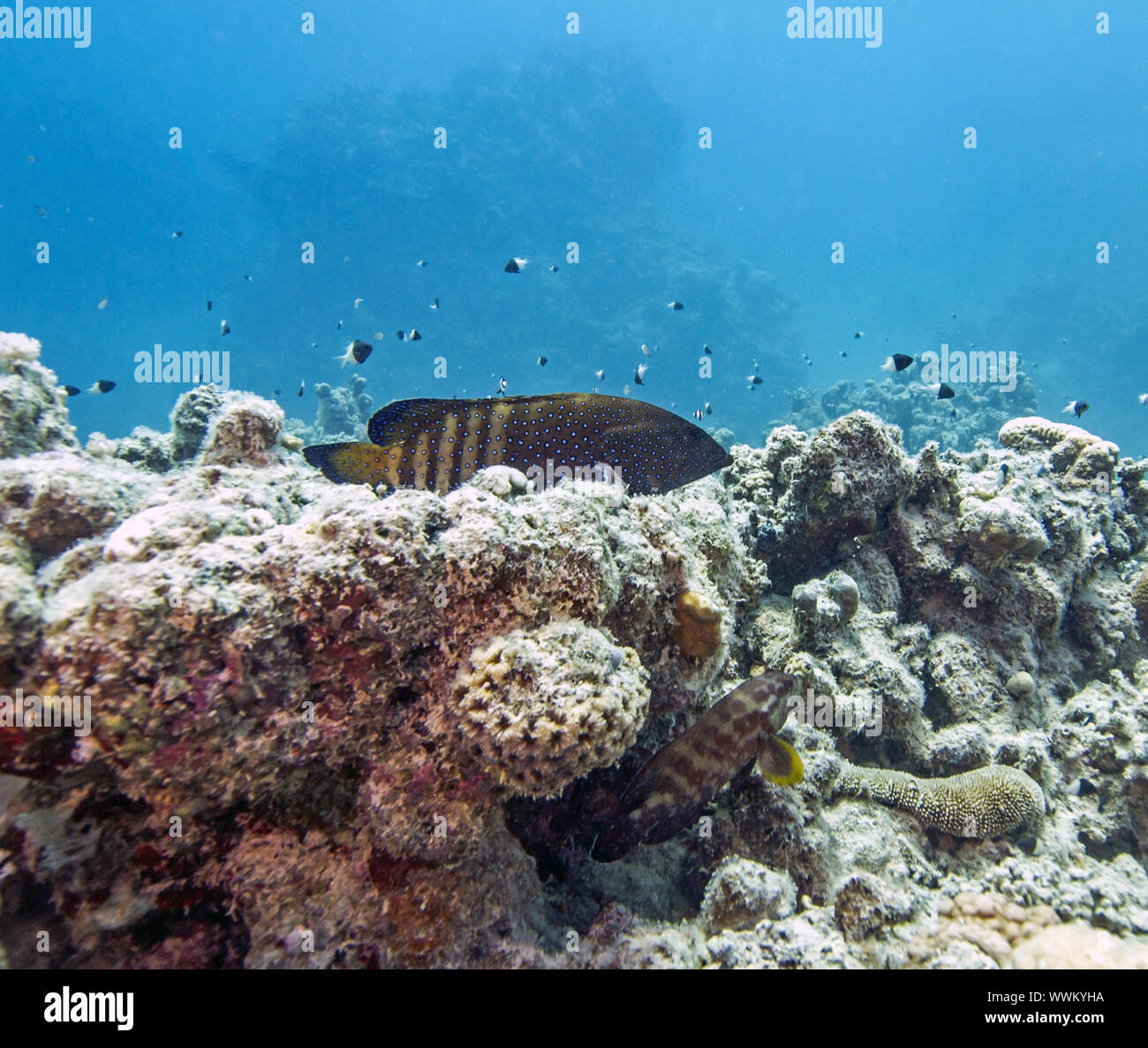 Blue-Spotted Grouper sit on a coral head Stock Photo