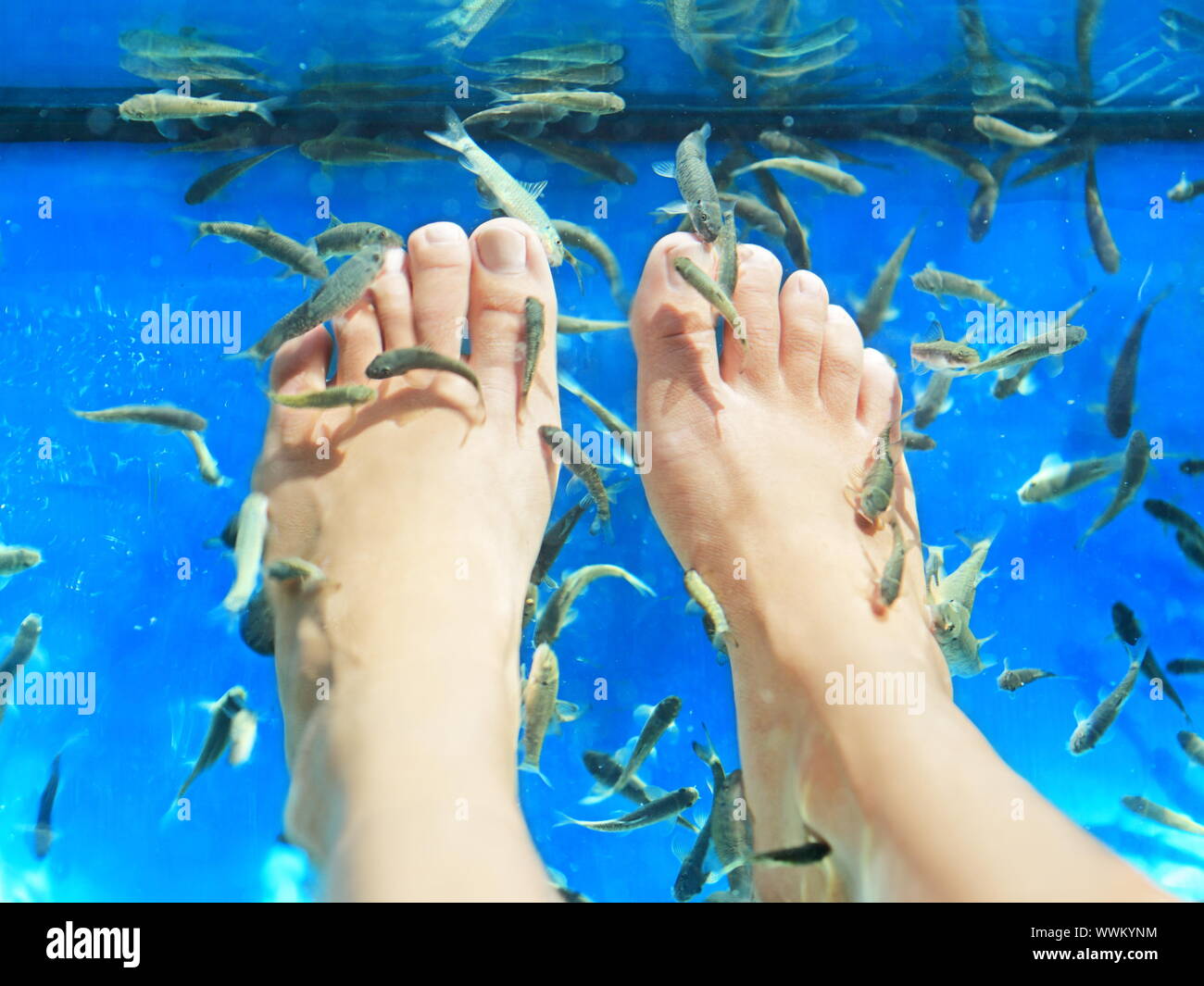 Fish spa pedicure. Rufa Garra fish spa pedicure massage treatment