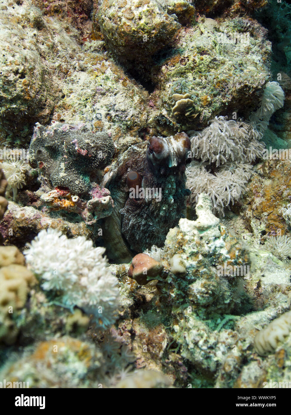 Common Octopus Octopus Vulgaris Stock Photo Alamy Common Octopus Octopus Vulgaris Stock Photo Alamy