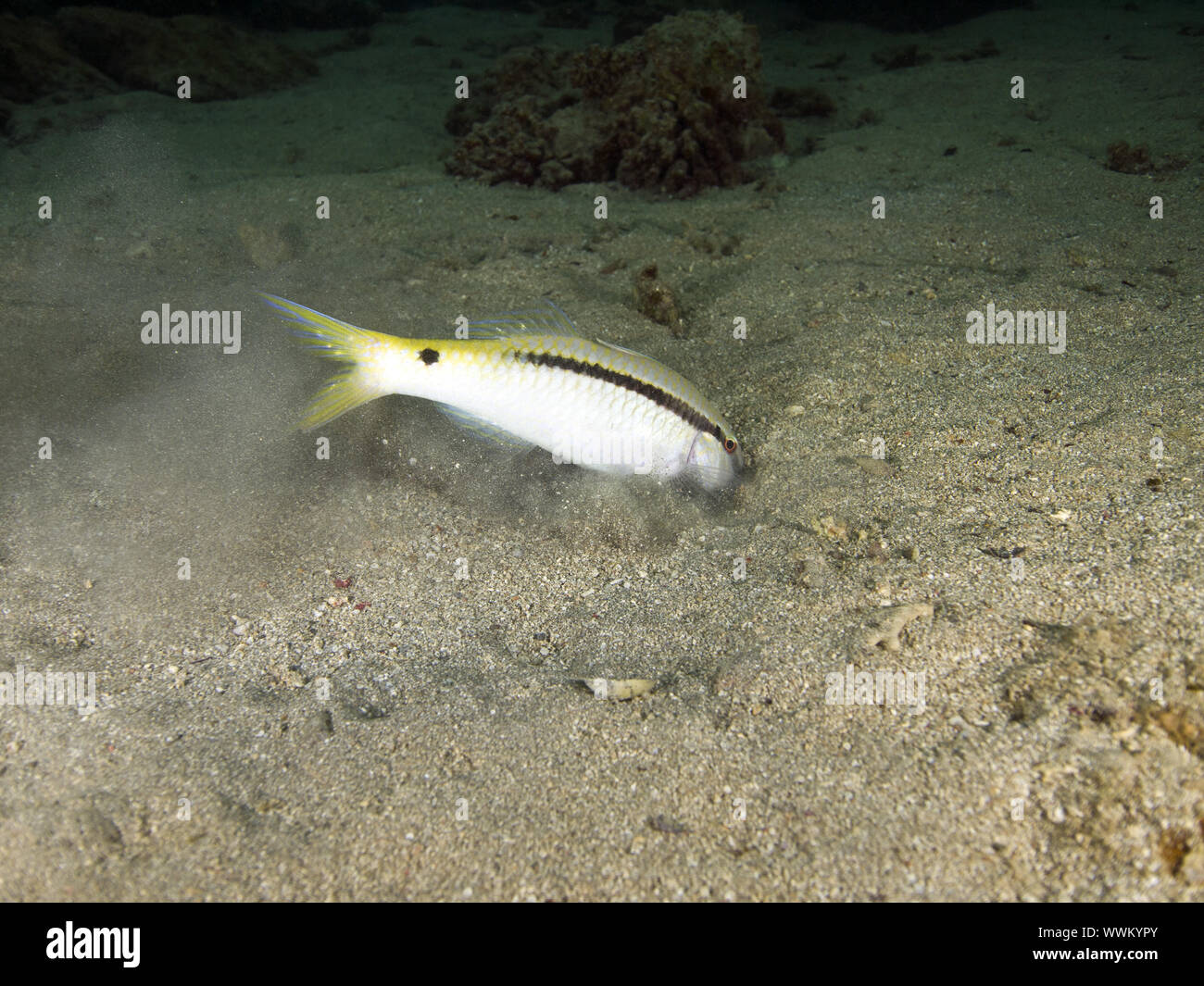 Dash-and-dot goatfish Stock Photo