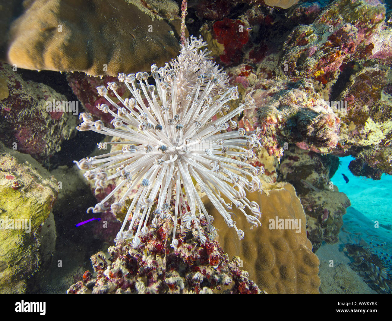 Korallen Stock Photo