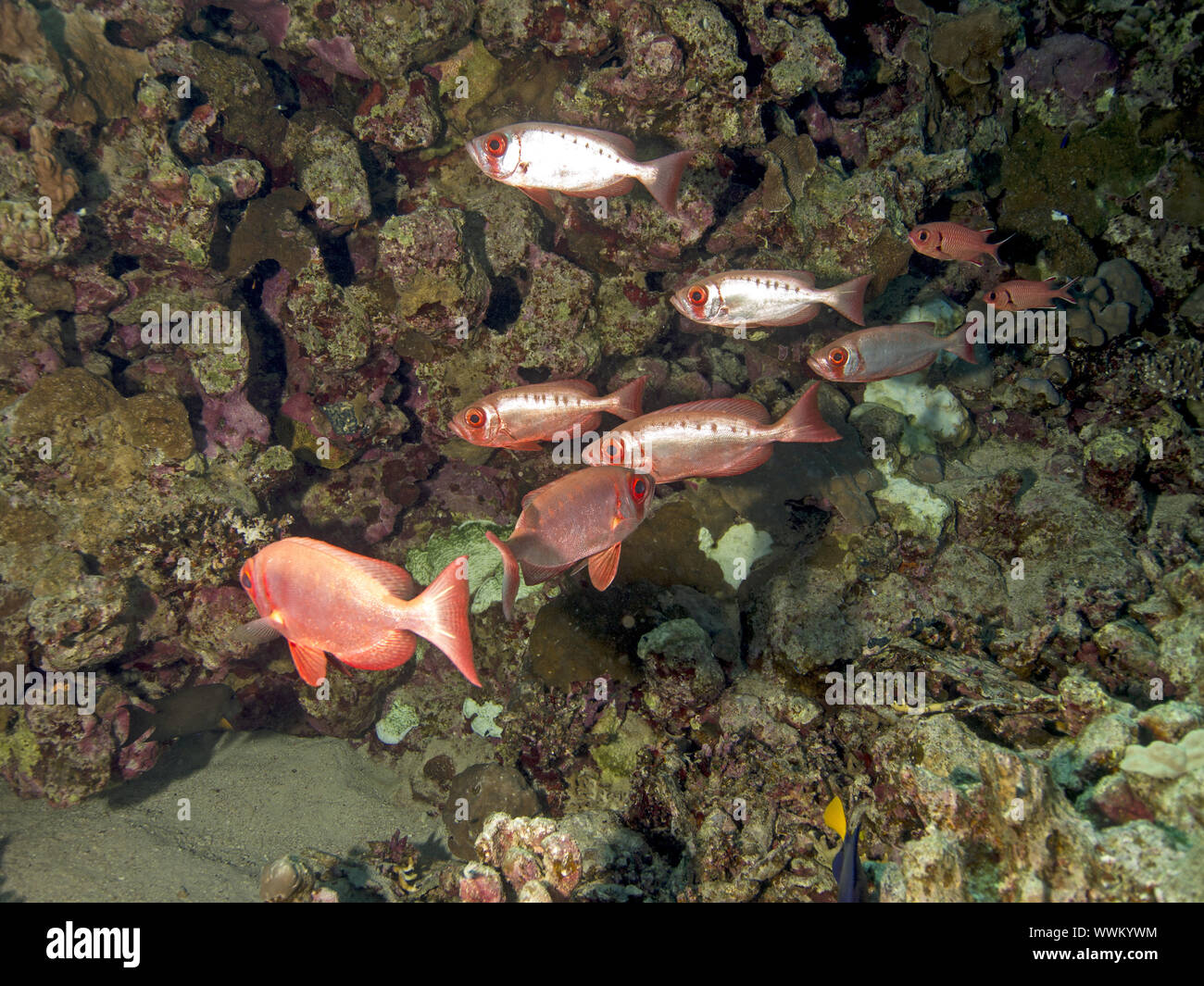 Barsche hi-res stock photography and images - Alamy